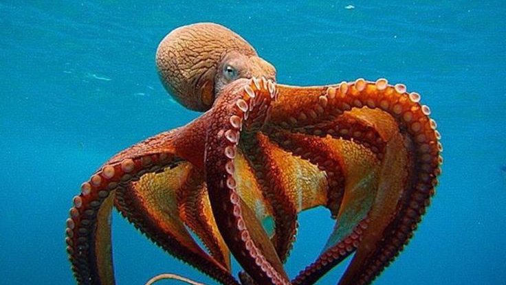 07442e6730fff401a27999f8c77a729f--octopus-costume-octopus-art.jpg