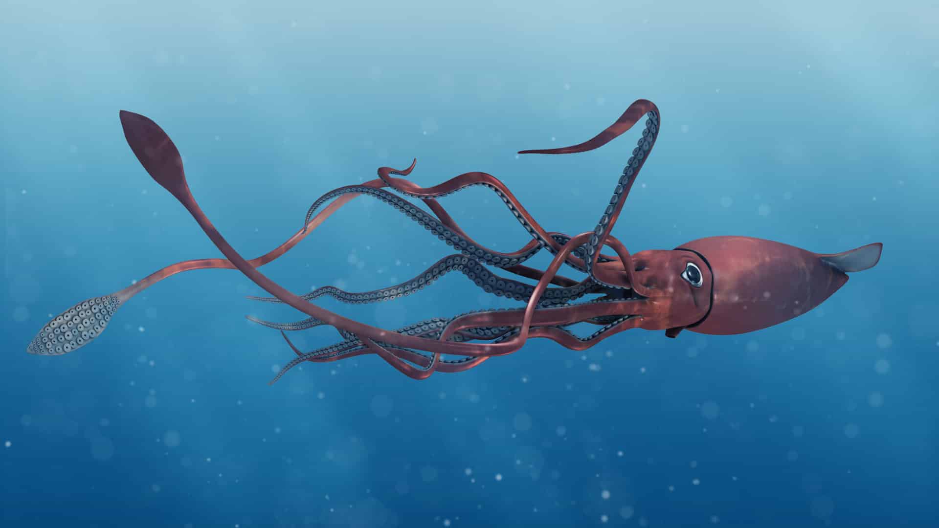 giant_squid.jpg