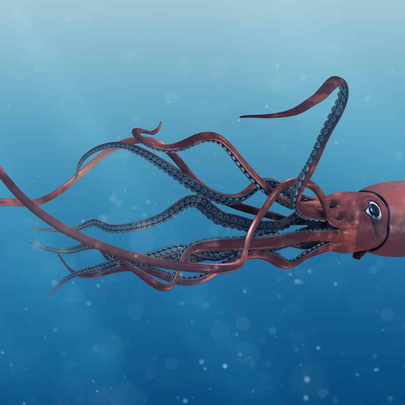 giant_squid.jpg